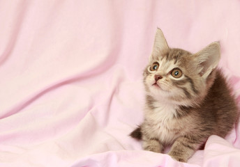Nice grey kitten on a light background
