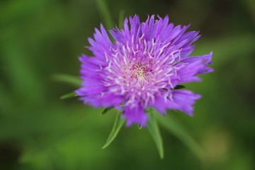 ストケシアの花