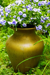 Pretty blue flowers in the golden vase