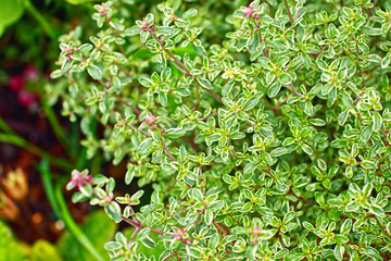 Thyme growing in the garden