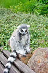 Cute Lemur