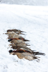 excludes of caught pheasants
