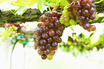 Red grape vine