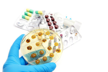 genetically modified fungi © Olha Rohulya