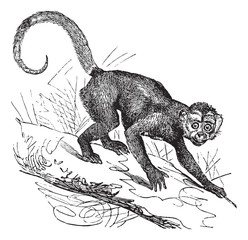 Naklejka premium Cebus Capucinus or Capuchin vintage engraving