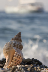 seashell on the sand