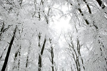 snowy trees