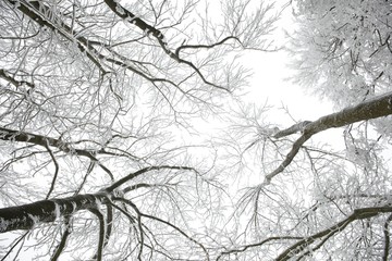 snowy trees
