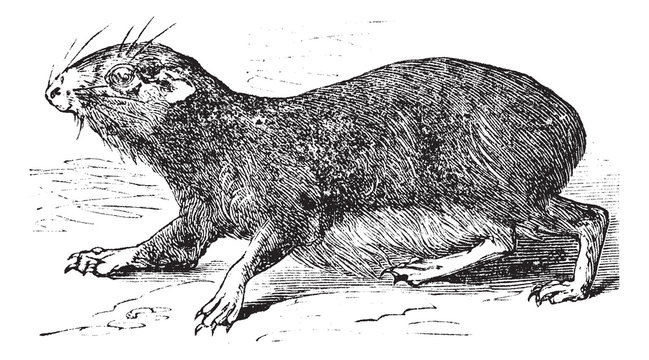 Kerodon rupestris or cavy vintage engraving