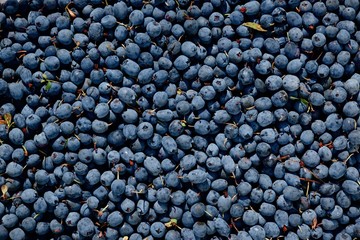 Vaccinium uliginosum (Bog Bilberry or Northern Bilberry)