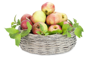 Apples  in round basket