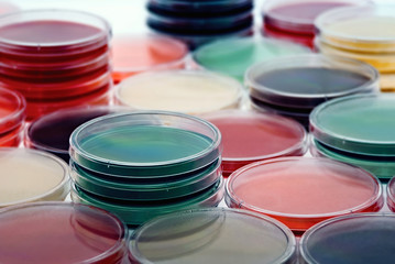 Petri plates collection