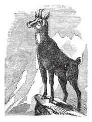 Chamois, or Antilope rupicapra vintage engraving