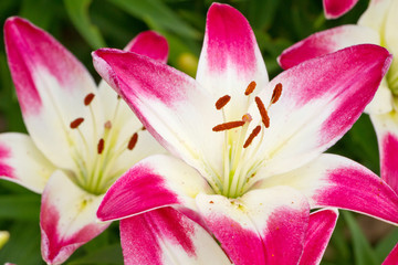 Beautiful pink hemerocallis flowers