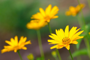 Beautiful yellow flowers closeup