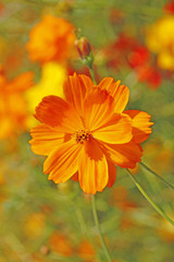 キバナコスモス