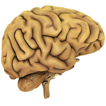 big brain