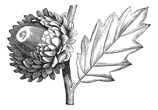 Valonia Oak vintage engraving