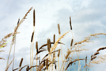 Obraz premium Trockenes Gras