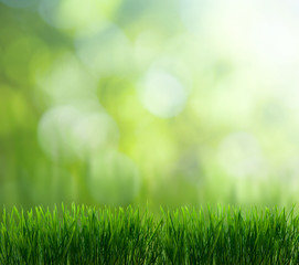 Fototapeta na wymiar naturalnym zielonym tle