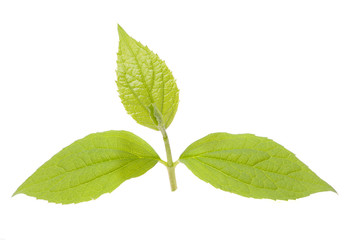 Naklejka na ściany i meble green plant isolated on white background
