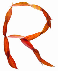 pictorial_leaves_019