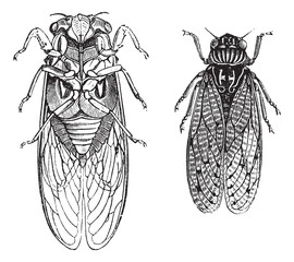 Cicada or Cicadidae or Tettigarctidae vintage engraving
