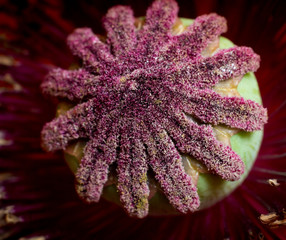 Abstract red open poppy flower. Macro.