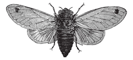 Seventeen-Year Cicada or Magicicada cassini or Magicicada septen