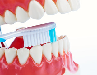 Fototapeta na wymiar Zahnmodell mit Zahnbürste beim Zähne putzen