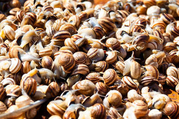 Schnecken auf einem Markt in Andalusien