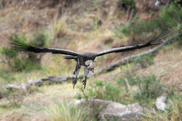 Rüppell's Vulture (Gyps rueppellii) in fly