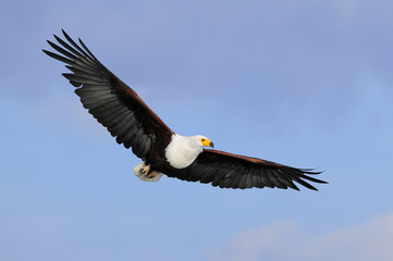 African Fish Eagle in flight at lake Naivasha, Kenya
