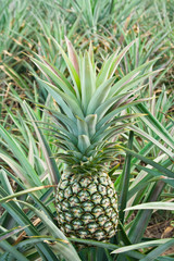fresh pineapple in field