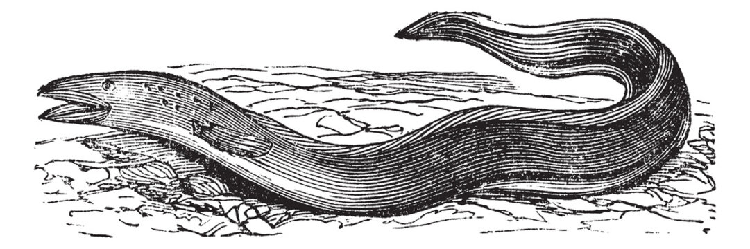 Conger Eel or Conger sp. vintage engraving