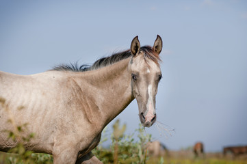 silver dun foal