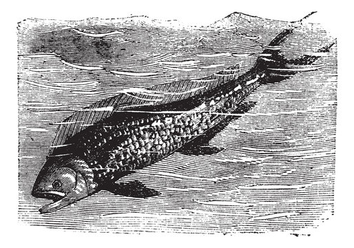 Dolphinfish or Dorado or Coryphaena sp. vintage engraving