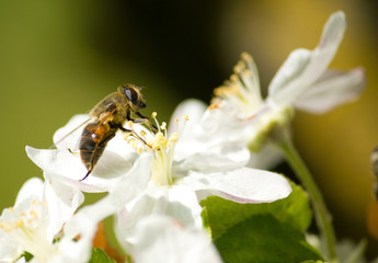 Bee working on the flower