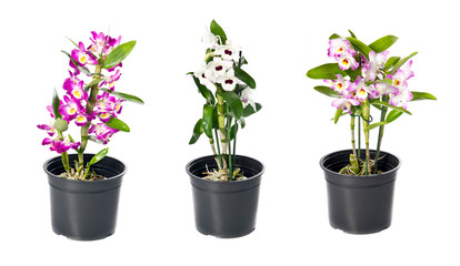 Naklejka na ściany i meble Set of indoor plants in flowerpots