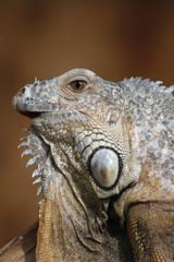 grüner Leguan