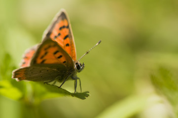 Lycaena phlaeas