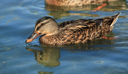 Female mallard duck