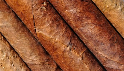 Zigarren in Makroaufnahme