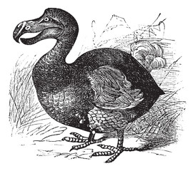 Dodo or Raphus cucullatus, vintage engraving © Morphart