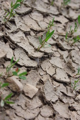 pflänzchen auf trockener erde