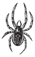 Common Orb-weaving Spider or Common Epeira or Araneus sp., vinta