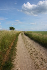 Fototapeta na wymiar wiejska droga polna