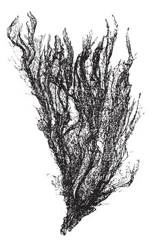 Gutweed and Grass Kelp or Ulva intestinalis, vintage engraving