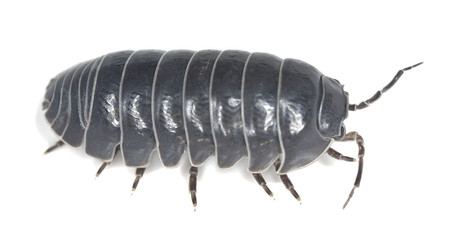 Woodlouse isolated on white background