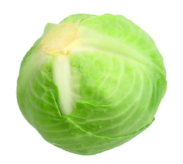Fototapeta premium One green cabbage with dew